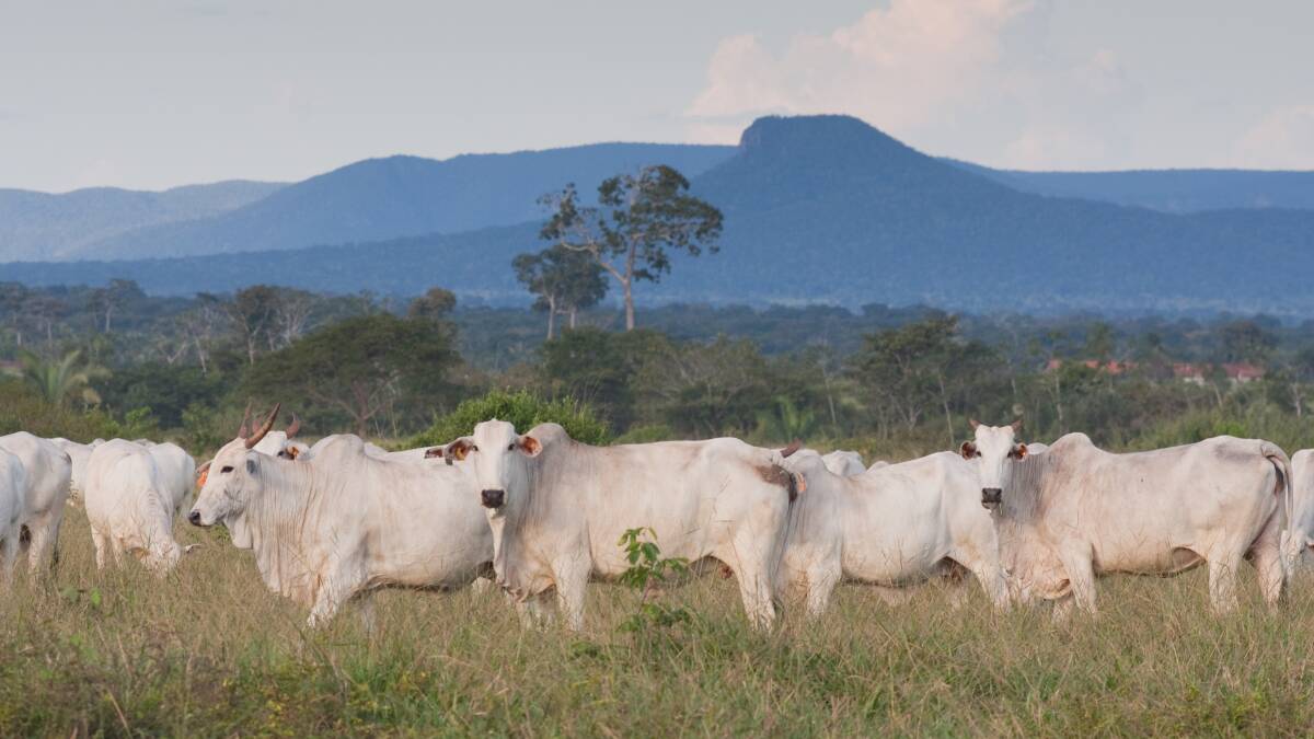 BSE CONCERNS: Cattle grazing in Brazil. The beef exporting giant has voluntarily suspended its shipments to China following the detection of BSE and now a second global case, this time in the United Kingdom, has been reported.