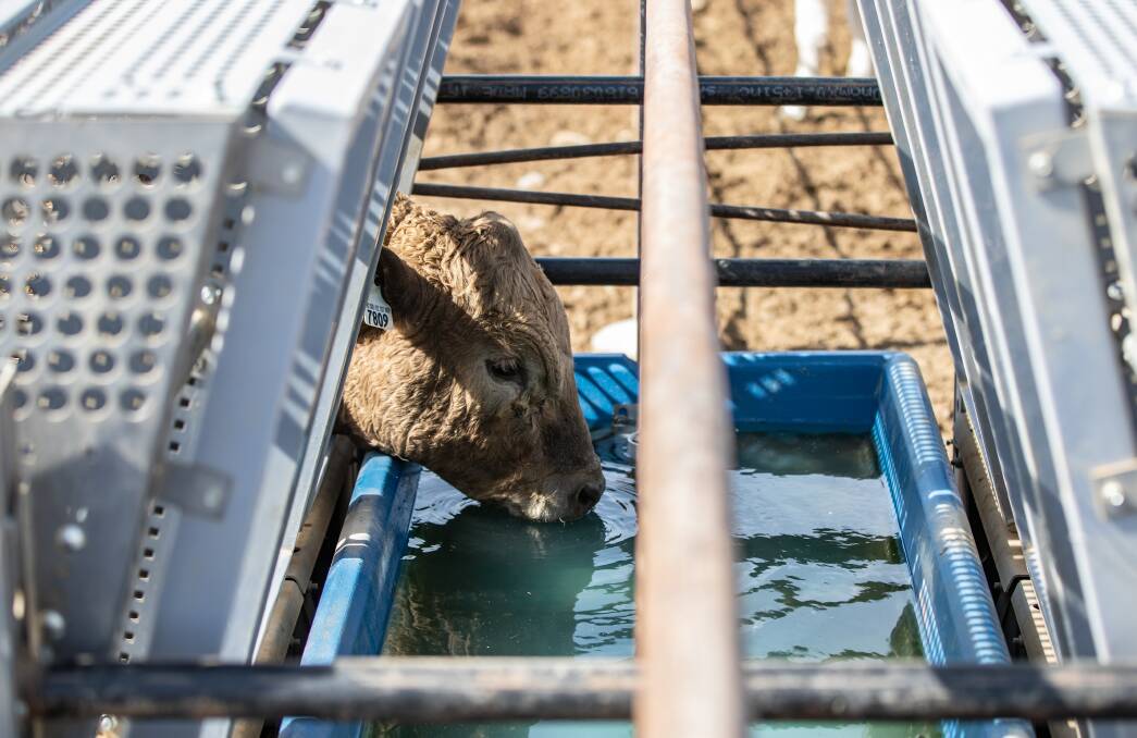 SPOT ON: GrowSafe measures individual animal partial body weights and watering behavior while animals drink at the water trough. The technology weighs every second an animal is standing at the trough, which can equate up to 450 weights a day.