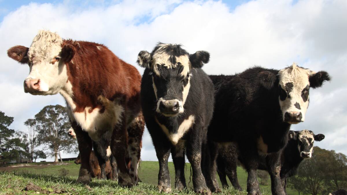 Beef tech blossoms with more investor interest