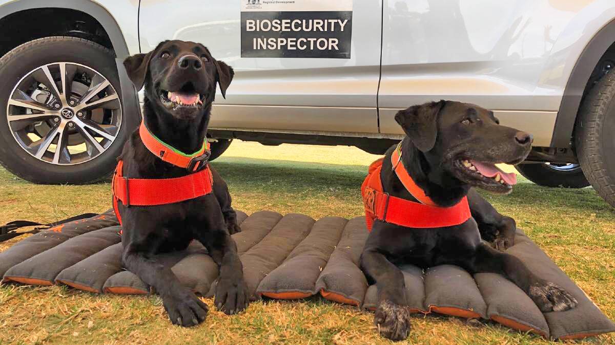 Australia deploys an array of new technology including world-leading 3D X-ray machines but sniffer dogs are still a highly valued biosecurity weapon.