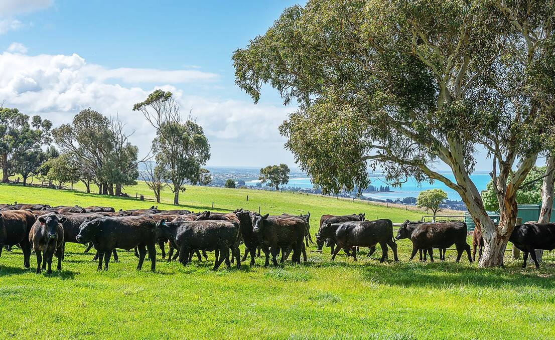 Overlooking Victoria Harbor is this grazing farm running up to 300 steers - productive farming with true lifestyle qualities. Pictures from Nutrien Harcourts