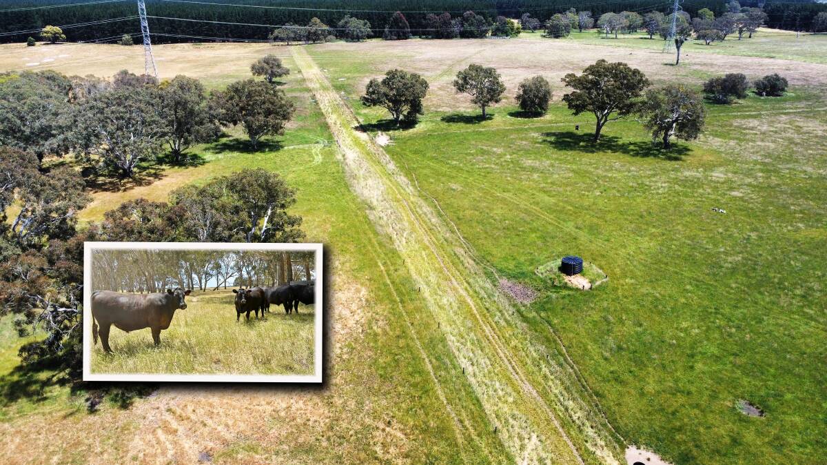 High rainfall reliability is on offer in the well-held grazing country in the Dartmoor district near the border. Pictures from TDC Livestock and Property.
