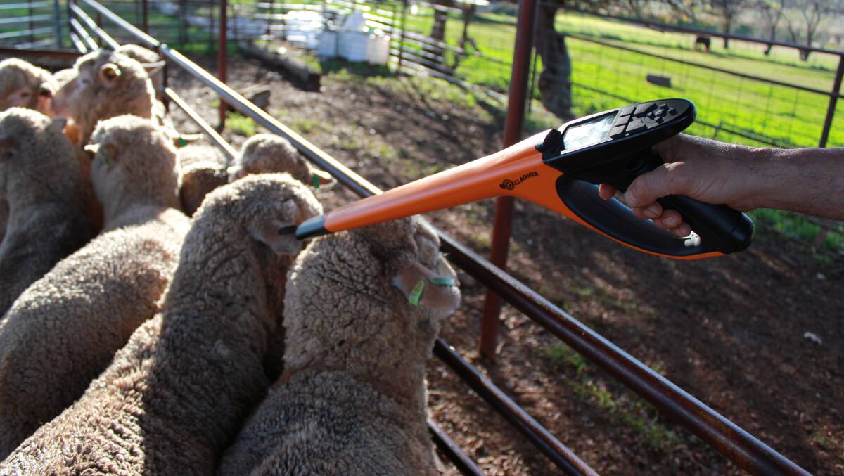 LONG DEBATE: The national roll out of electronic tags for sheep has long been debated.