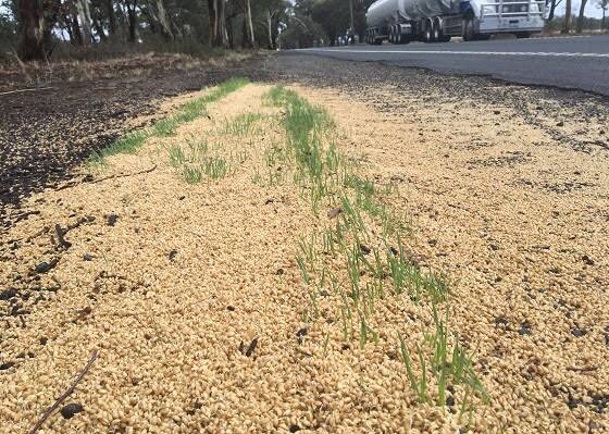 WATCH OUT: Spilled grain on the sides of roads is a serious biosecurity risk. Picture: Agriculture Victoria.