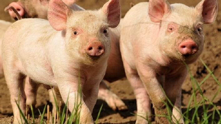 The clear and present danger in biosecurity terms is the impact of African Swine Fever.