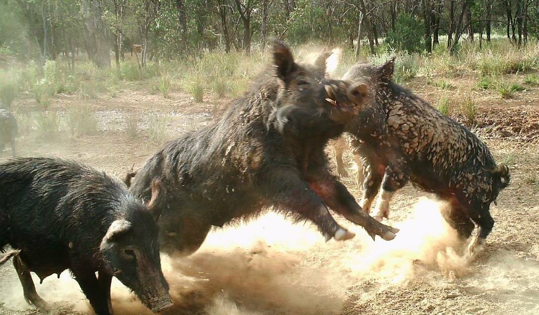It is not yet known how far the outbreak has spread among feral pig populations.