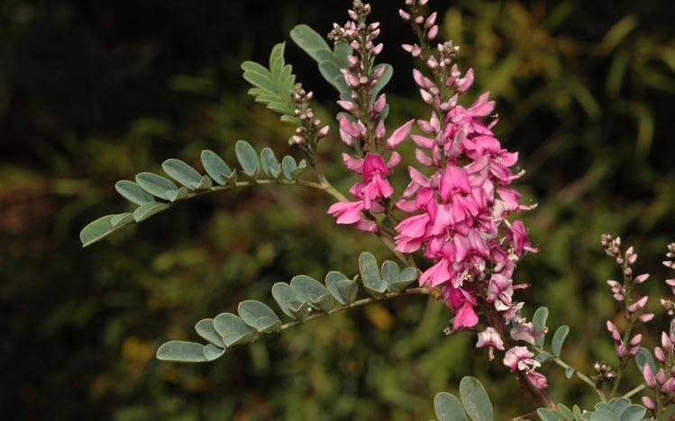 A flowering shrub called indigo has been blamed for the deaths of dogs across Gippsland, and now horses in the NT.