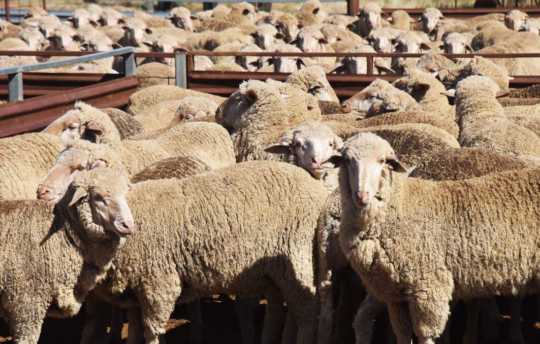 FLOCK DECLINE: Sheep are out of fashion, and are too much hard work - according to some readers. But the industry is determined to stop the decline.