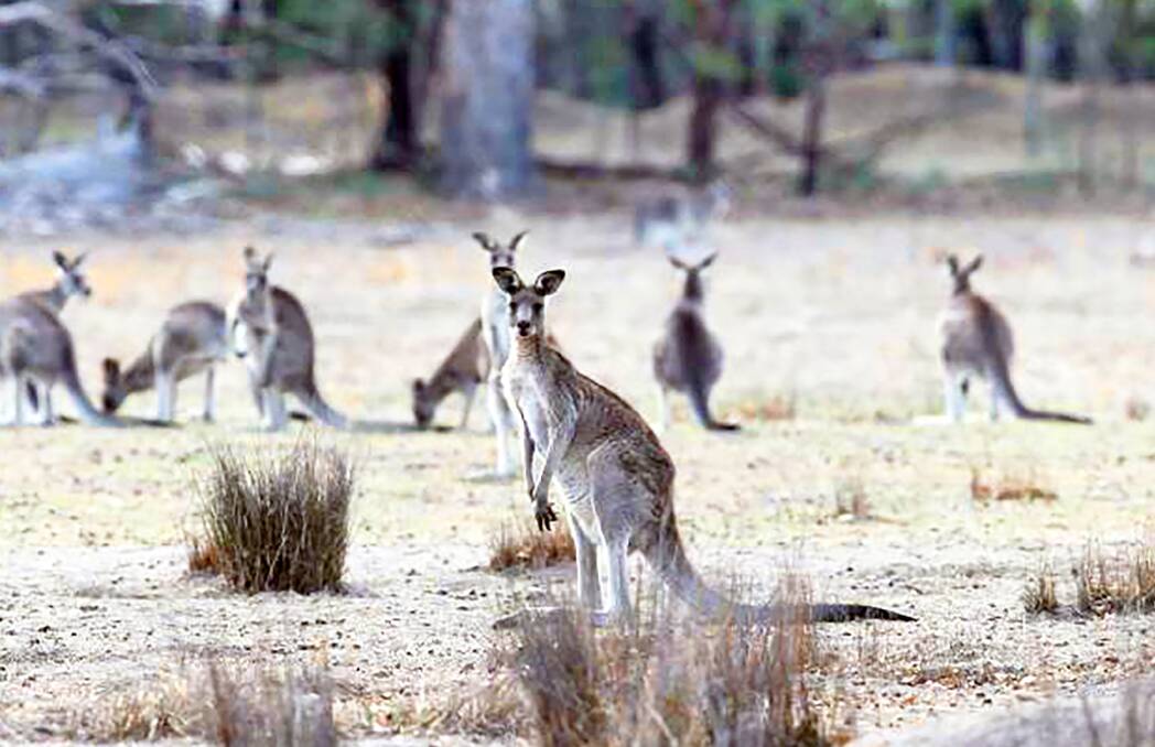 The nation's leading wildlife scientists say a national approach is need to curb "overabundant" kangaroo populations in this country.