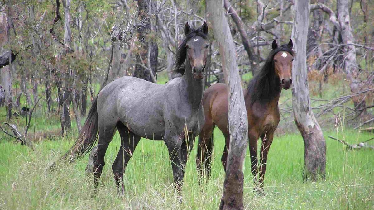 MORE POISONING: Feral horses from the Northern Territory were found to be the source of a dog poisoning outbreak in Victoria. Picture: Queensland government.