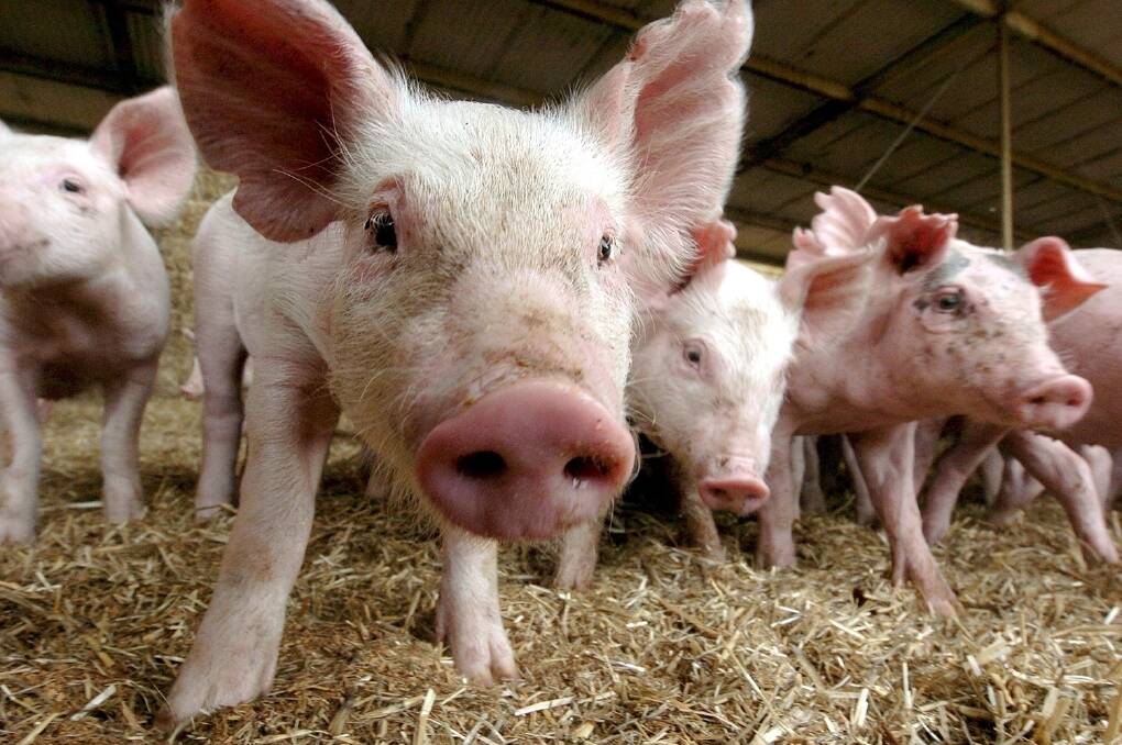 Pigs are known to "amplify" the virus after being infected by mosquitoes.