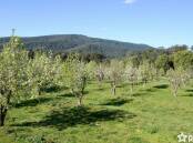 TREE CHANGE: Lifestyle block buyers are more interested in the views than the orchard. Pictures: Professionals Yarra Valley.