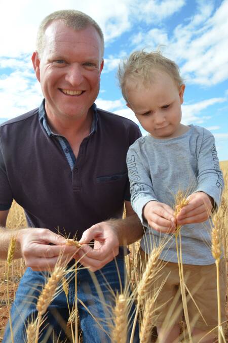 It is the first year the Nitschkes have grown Scepter wheat.