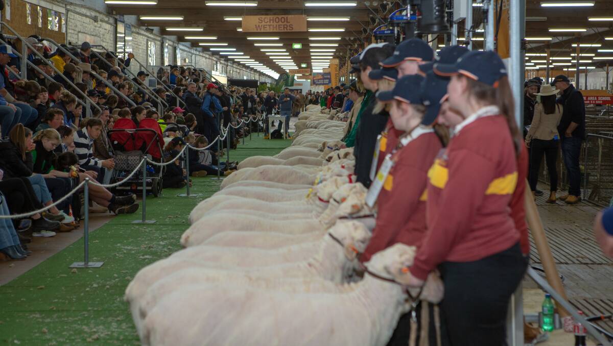 Pandemic no obstacle for key Merino show events