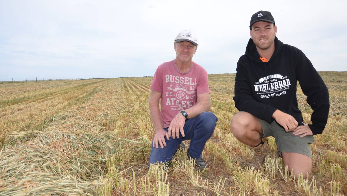 YORKES FIRST: Ian and Nathan Allen cut Scepter wheat for hay for the first time ever this year, after frost damaged their crops near the coast on southern Yorke Peninsula.