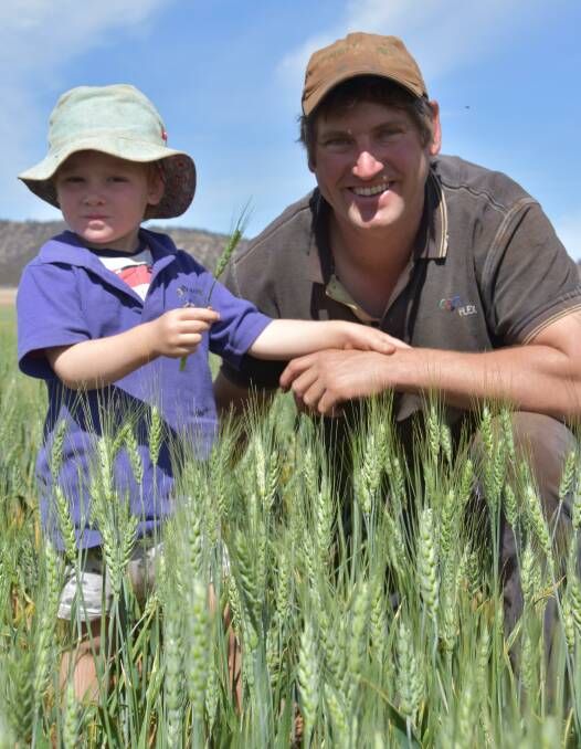 AUGUST-SOWN: Three-year-old Angus Schmidt and father Simon in Axe wheat at Worlds End last week, which was sown in August after a mid-season burst of rain.