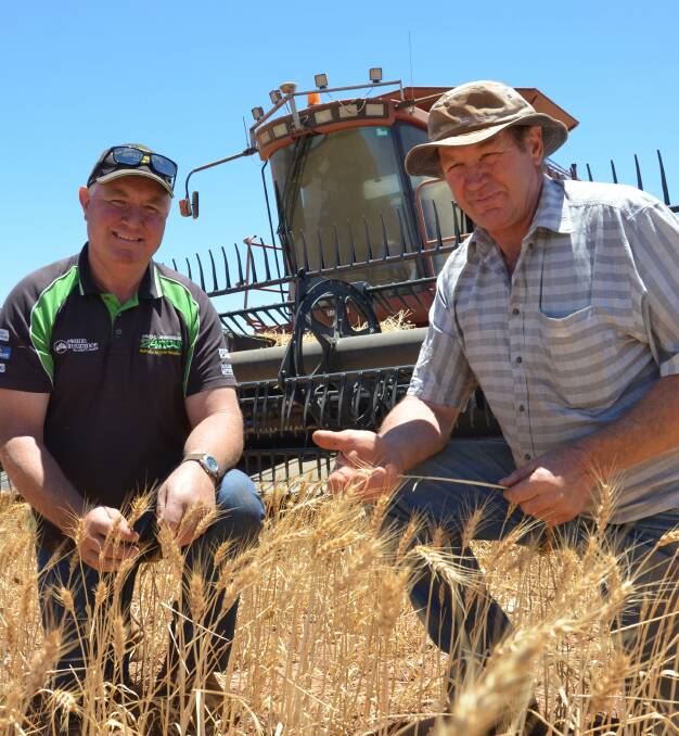 LOW YIELD: Workman Grant Doecke harvesting one of Michael Doering's leased Mace wheat paddocks near Truro on Tuesday. Mr Doering welcomed the funding, but had his reservations.