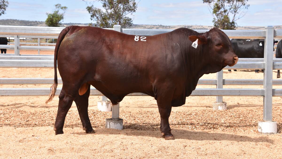 The $13,000 top price Santa Gertrudis bull - Goolagong Rudolph R63.