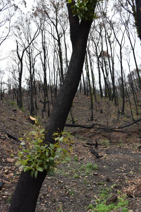 GET TOGETHER: Events are on in the Adelaide Hills on Sunday to mark one year since the Cudlee Creek fire.