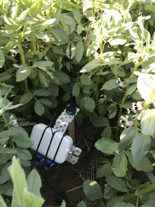 INSIDE STORY: Data loggers are being used to monitor environmental conditions in the crop canopy.