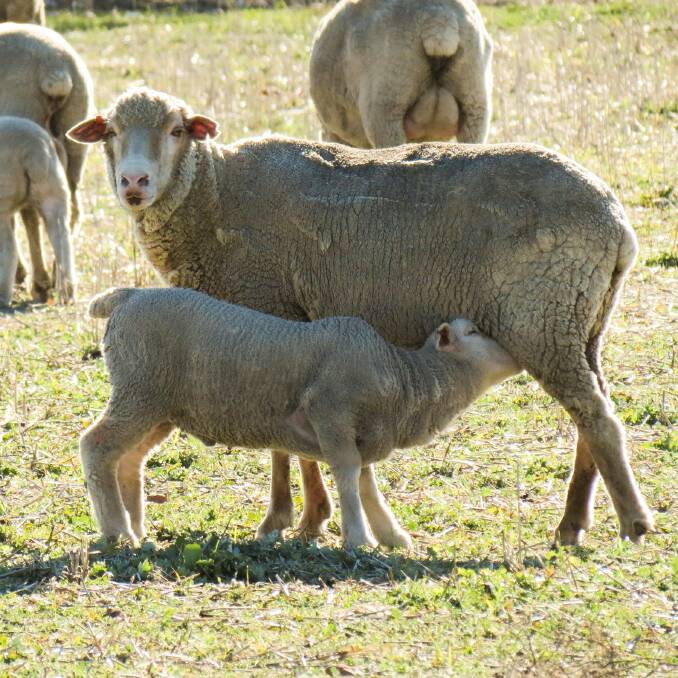 WA researchers plan to help Australian sheep producers tackle high-oestrogen clovers.