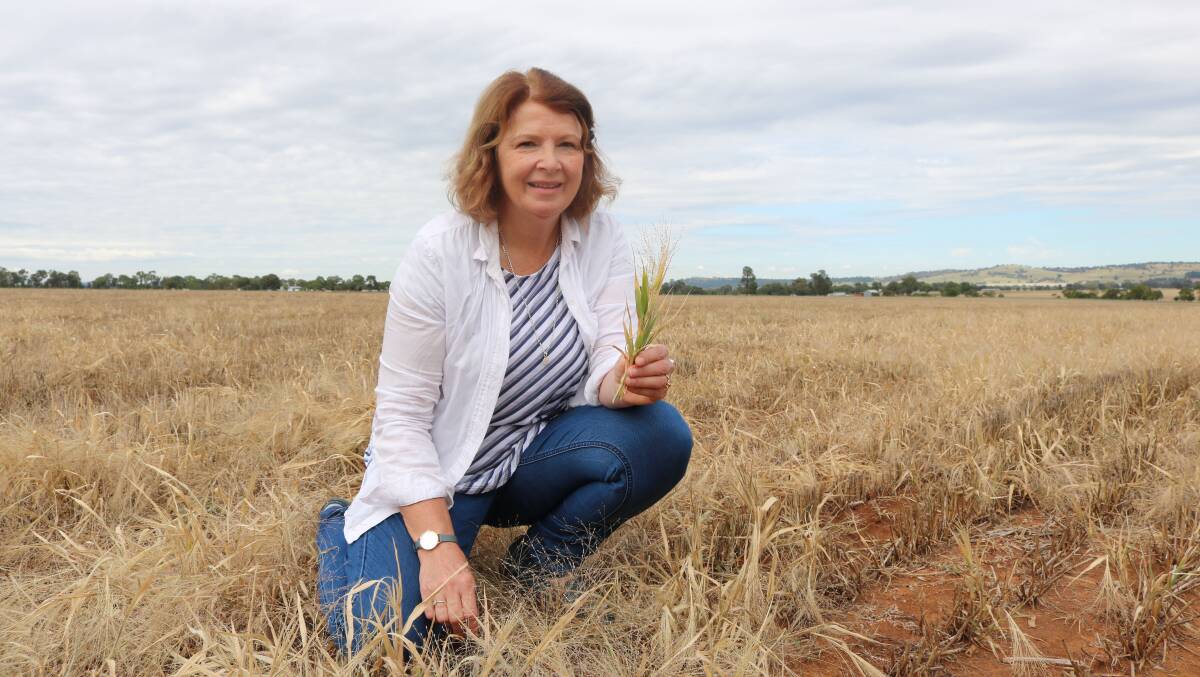 NEW STRATEGY: Charles Sturt Plant Biology research professor Leslie Weston led long-term research into weed management strategies for no-till and mixed farming systems across southern Australia. Photo: GRAHAM CENTRE