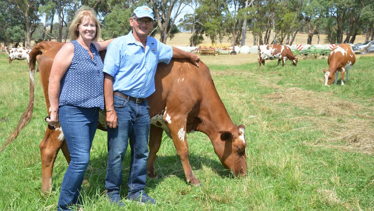 Geelunga was the first stop in the recent 2020 World Ayrshire Conference tour, where Tracey and Greg Edmonds (pictured with show cow Geelunga Ginger Bangle) hosted participants at their Meadows dairy. 