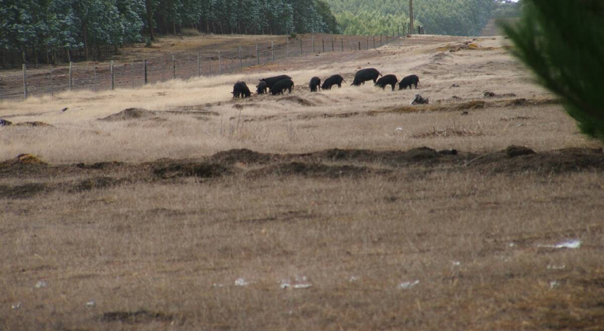 File photo. Feral pigs grazing on Kangaroo Island. Source: NRM KI 