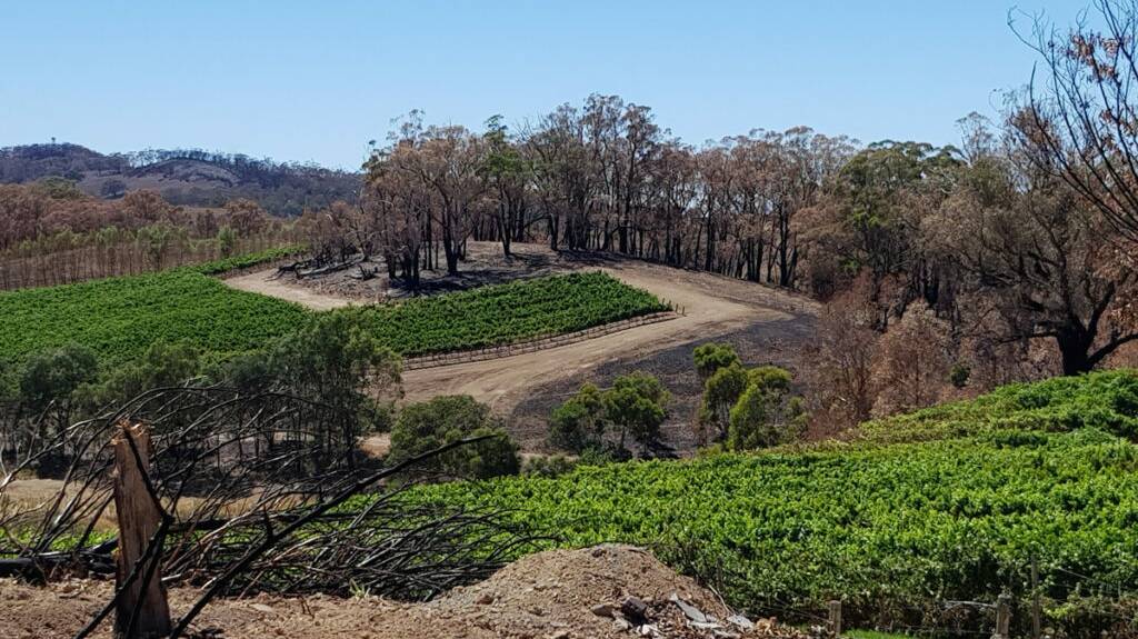 Many of the fire-affected vines have reshot, giving them a green appearance despite having scorched fruit and burnt trunks.
