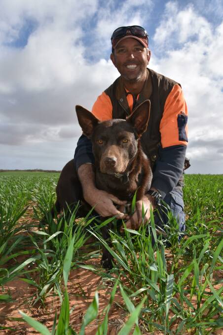 Brenton Kroehn in Kord wheat with dog Sam.