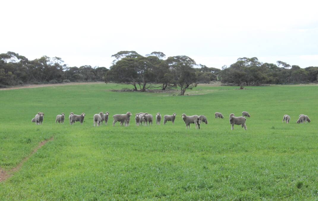 The Burbidges have had to cull their flock to 3600, but are doing all they can to feed their remaining sheep, including containment feeding and early weaning.