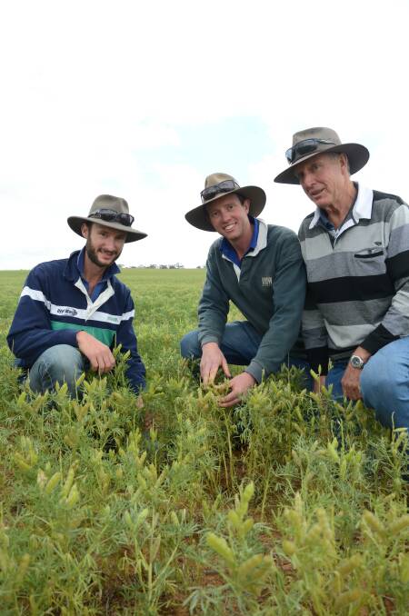 STRONG PULSE: New Residence croppers Clarke, Ben and Brenton Schober at their sharefarmed Borrika property, where they grew lupins for the second season.
