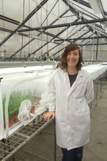 SPECIAL SURVEILLANCE: cesar scientist Elia Pirtle says identifying Russian wheat aphid food sources and favoured weed hosts will be a particular focus of this summer’s green bridge surveillance. Photo: CESAR