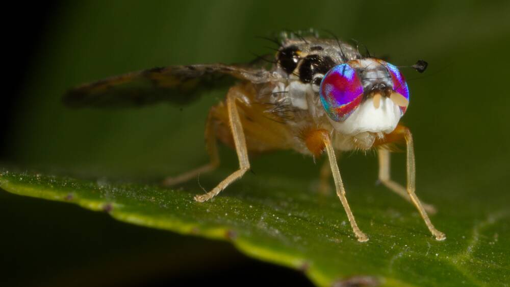 Mediterranean fruit fly. Photo: PIRSA