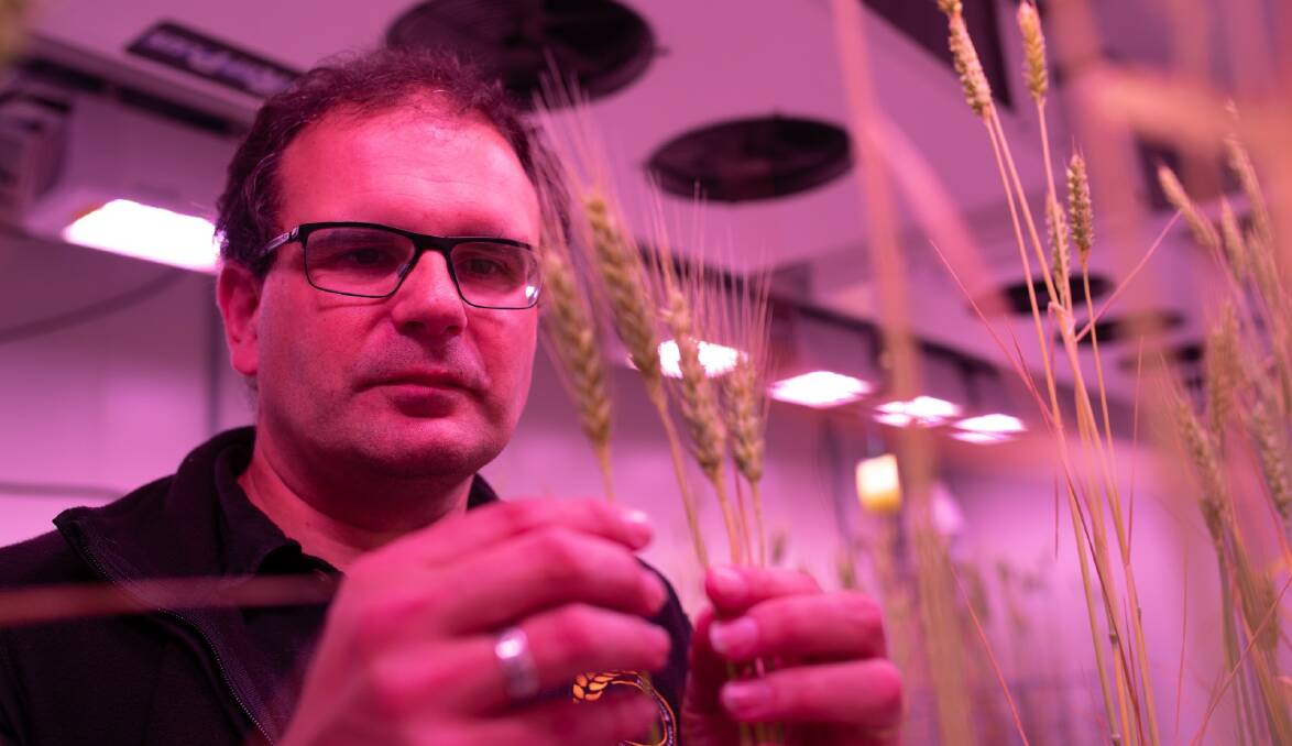 industry HEAD: University of Adelaide Associate Professor Stuart Roy is the deputy director of industry at the NEW Industrial Transformation Training Centre for Accelerated Future Crop Development. Photo: TIM STANDING (Daylight Breaks)