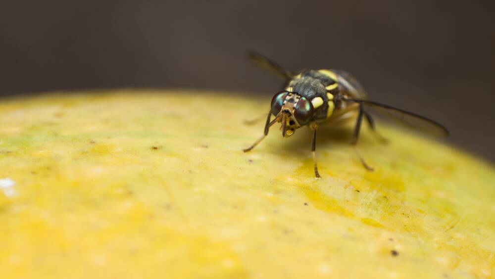 Riverland fruit fly outbreak, Sterile insects released to