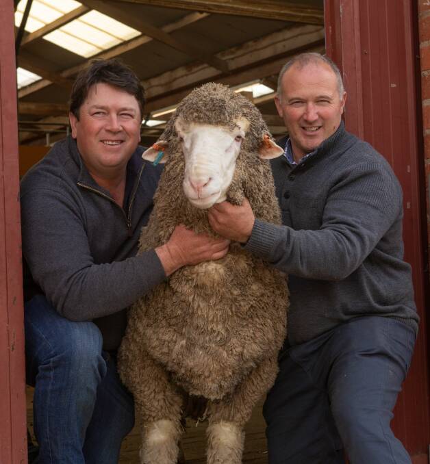 At the 2019 Adelaide Merino Ram Sale, Will Lynch, Boorana stud, Woorndoo, Vic, bought sale-topper Poll Merino 'Smithy' for a whopping $100,000 from Peter Wallis, Pinnaroo.