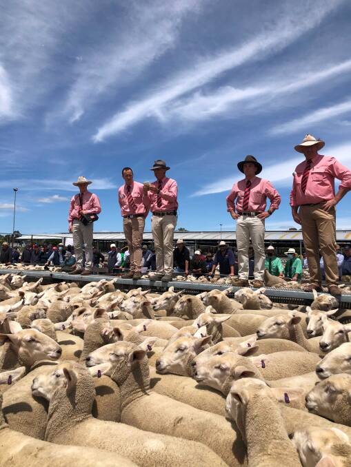 Elders sold the $538 record-breaking ewes from Coolawang today.