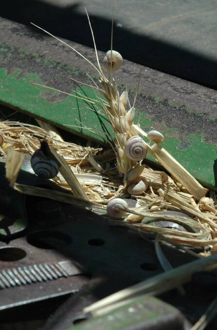 Snails can clog up farm machinery and contaminate harvested grain. Photo: GRDC