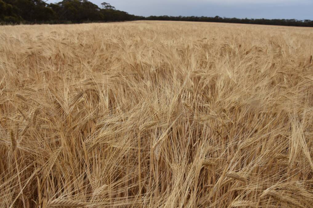 Many SA farmers switched from barley late in seeding to wheat and other crops, as farmers responded to China's tariff announcements for Australian barley imports, according to PIRSA's Crop & Pasture Report.
