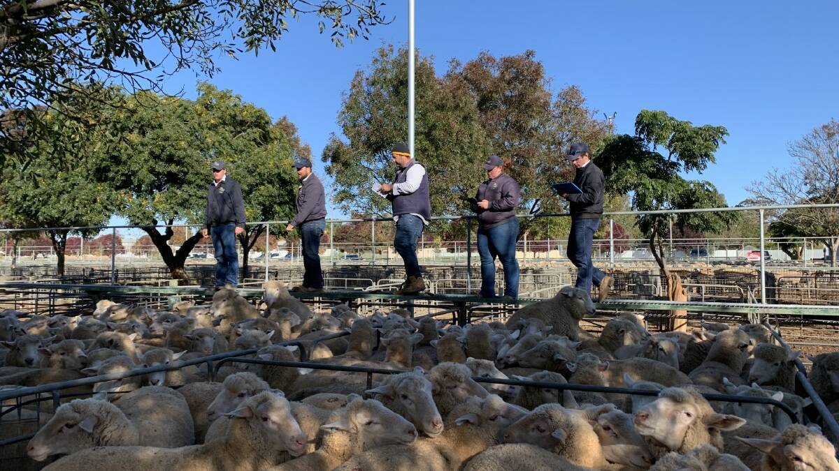Crossbred lambs make $280 at Ouyen
