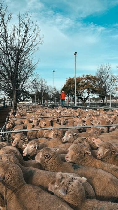 There was 4189 lambs and 401 mutton offered at Ouyen, totalling 4590.