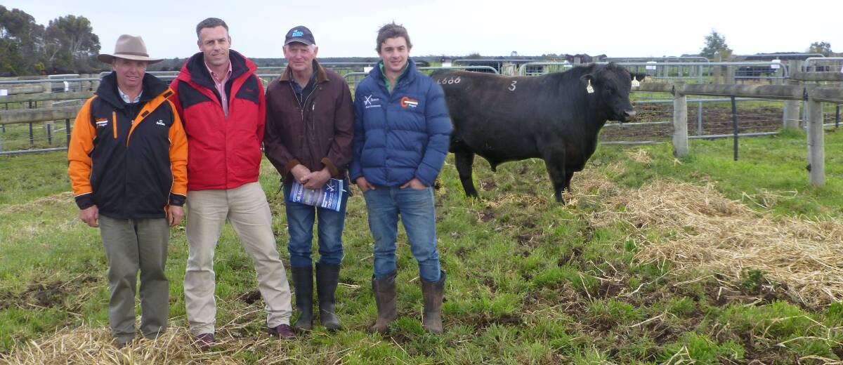 GREAT GROWTH: Coolana principal Mark Gubbins, Elders Mortlake manager Hayden Lanyon, top price bull buyer Gerard Hiscock, Morgiana, Hamilton, Vic, and Max Gubbins, Coolana. They are with the $14,000 top price Angus bull Coolana Black Pearl L666, which will replace a Coolana bull the Hiscocks bought in 2012.
