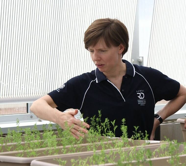 NEW STRAIN: SARDI senior research officer Liz Farquharson has been working towards developing a new commercial strain of rhizobia to improve the nodulation of bean and lentil in low pH soils. Photos: GRDC
