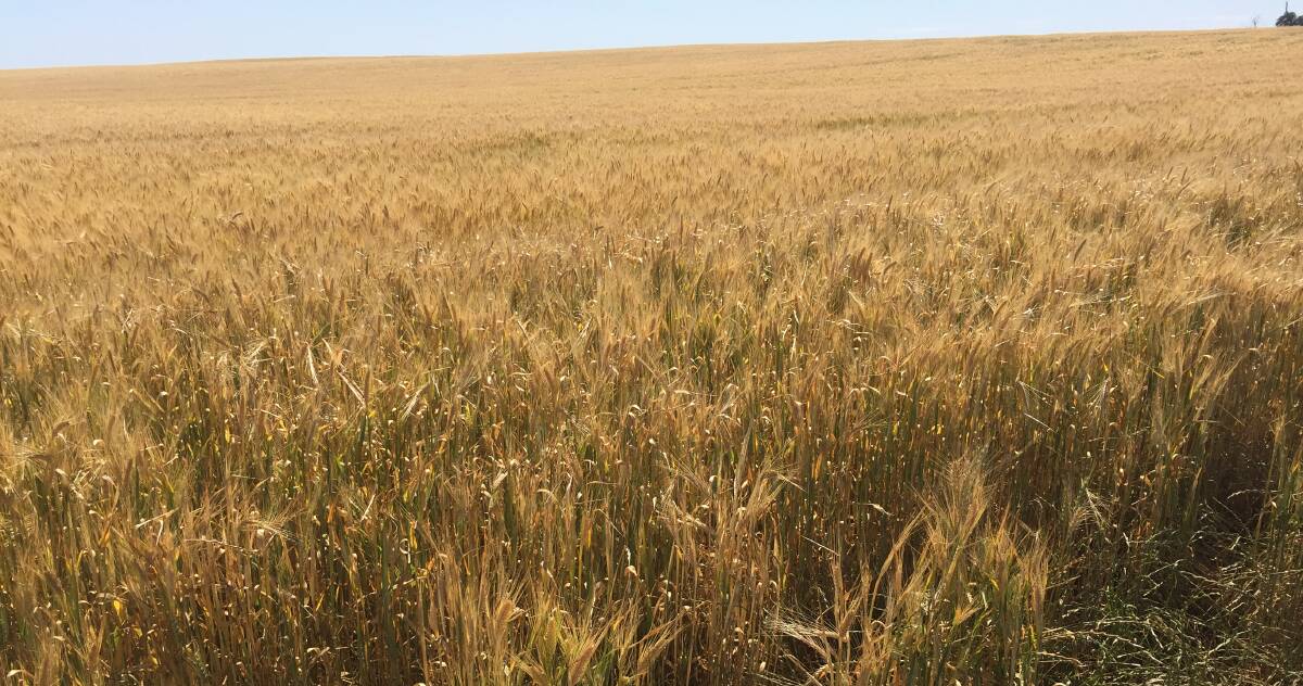 Barley prices only 'along for the ride'