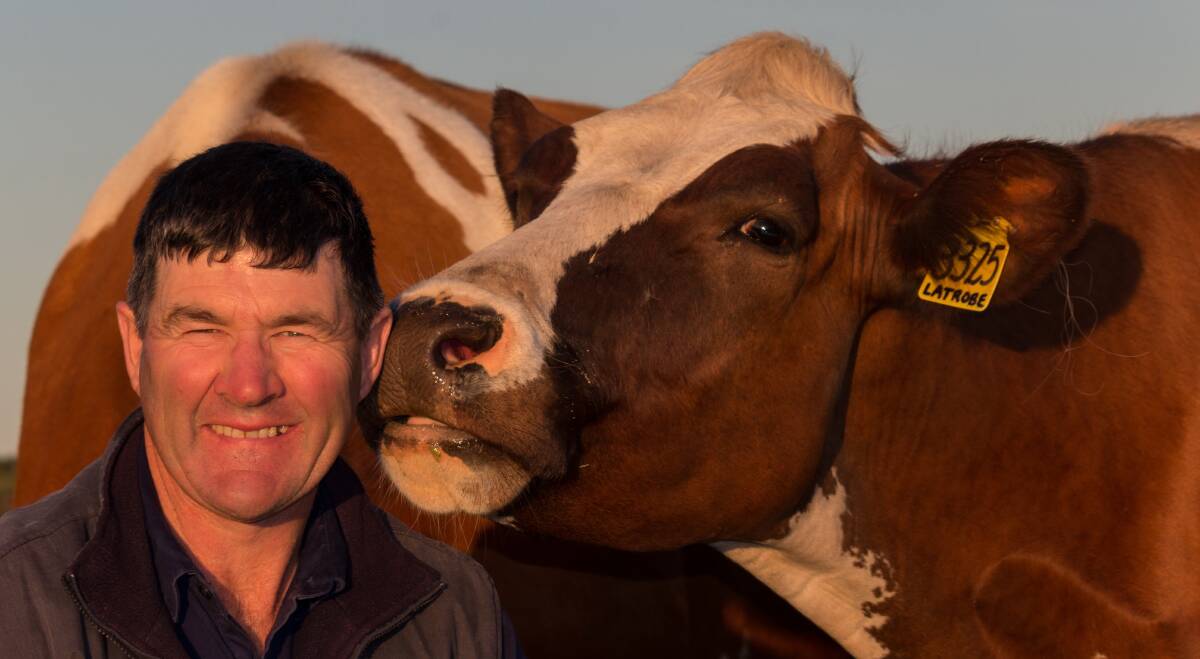 INDUSTRY ADVOCATE: Legendairy campaigner Graeme Hamilton with his Aussie Red dairy herd at Mount Gambier. Photo: MICHELE HAMILTON
