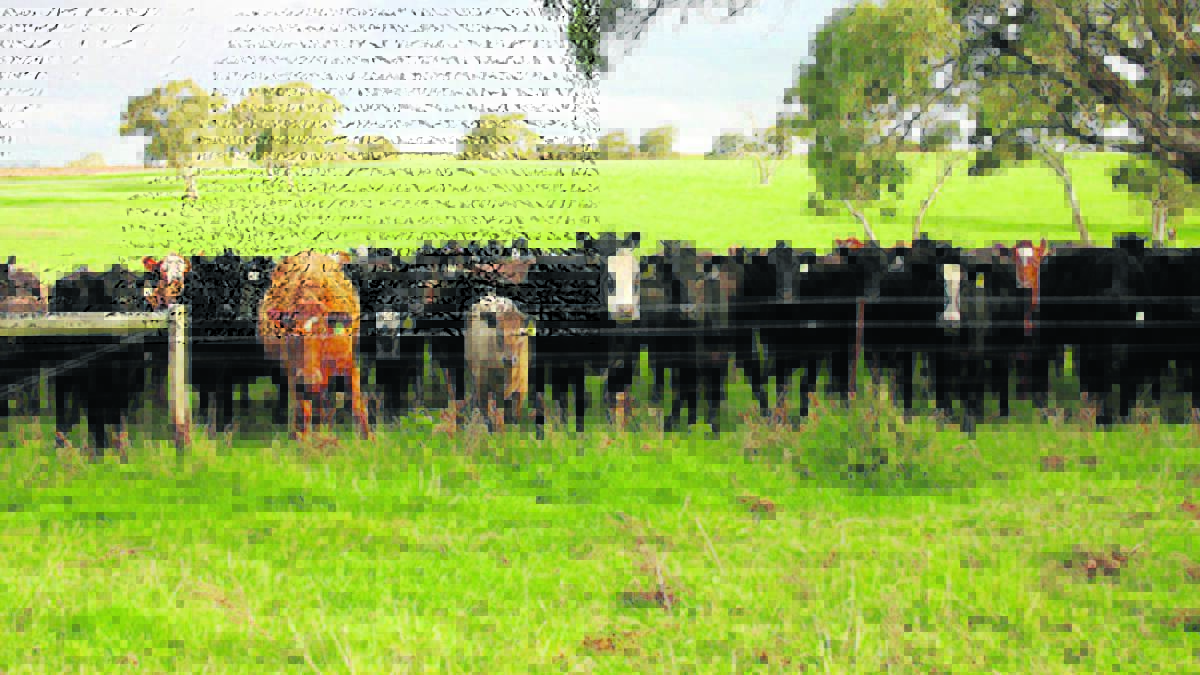 Finding pasture options for sandy soils