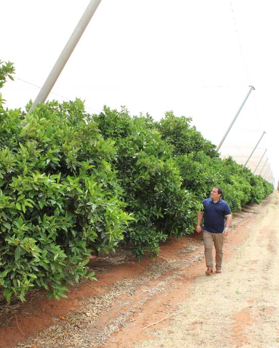Growers net $14.6m to protect fruit