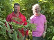 Business partners Matt Dunn and Simon Crittenden in their hemp crop in the Adelaide Hills, which they plan to make hempcrete from to build houses. Picture by Alisha Fogden