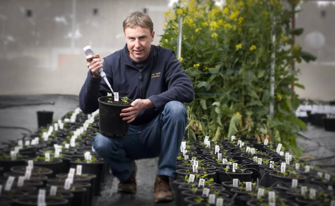 TEST RESULT: Steve Marcroft says results from recent blackleg screenings of canola cultivars have been factored into the updated disease ratings for 2017. Photo: GRDC